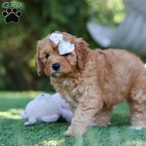 Emma, Cavapoo Puppy